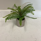 Fern in Stone Planter