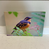 Varied Thrush Bird on Canvas