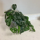 Greenery in Planter