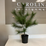 Frontgate Pine Tree in Bucket
