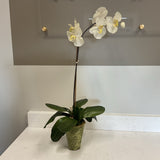 Orchid in Pot