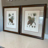 Pair of Pinecone Prints