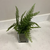 Fern in Square Clear Container