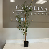 Olive Tree