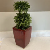 Faux Boxwood in Dark Red Planter