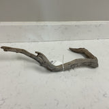 Branch