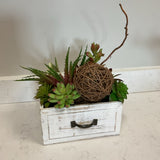 Succulents in Planter