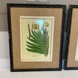 Set of 3 Fern Prints