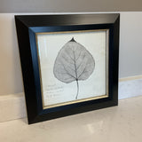 Cottonwood Leaf in Black Frame