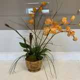 Orchid Arrangement