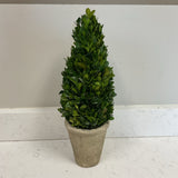 Potted Boxwood