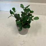 Small Greenery in Planter