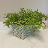 Blue Geometric Vase with Greenery