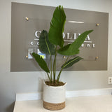 Banana Leaf Plant in Basket