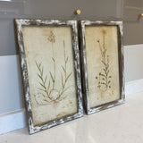 Pair of Frame Field Botanical Prints