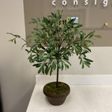 Olive Tree in Brown Pot