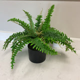 Fern