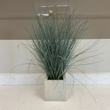 Grass in Square Planter