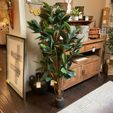 Green Rubber Tree