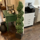 Spiral Boxwood in Planter