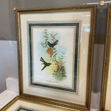 Set of 4 John Gould Bird Prints