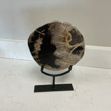 Petrified Wood on Stand