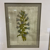 Pair of Uttermost Botanical Prints