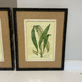 Set of 3 Fern Prints