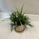 Greenery in Tan Planter