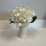 Hydrangea in White Vase