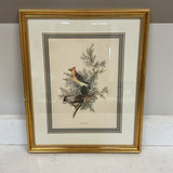 Gold Framed Bird Print