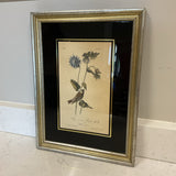 Hand Colored Bird Art