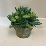 Succulent in Metal Planter