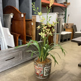 Large Orchid in Oriental Planter