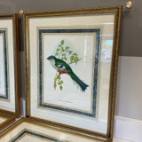 Set of 4 John Gould Bird Prints