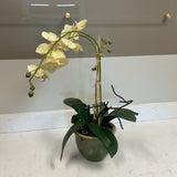 Orchid