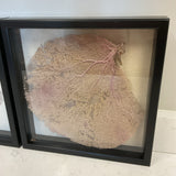 Pair of Coral Shadow Boxes