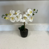 Small Orchid