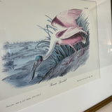 Roseate Spoonbill Print