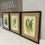 Set of 3 Fern Prints