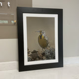 Wester Meadowlark Print