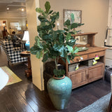 Large Fig Tree in Green Pot