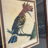 Set of 3 Exotic Bird Prints