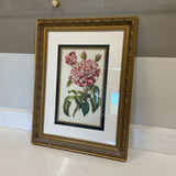 Striped Rose Print