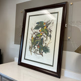 Limited Edition Carolina Parrot Print