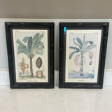 Pair of Palm & Bananier Prints (R)