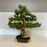 Bonsai Tree