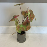 Caldium in Planter