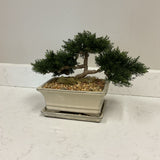 Faux Bansai in Planter w/Saucer