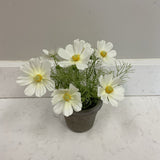 White Cosmos Flower in Brown Pot
